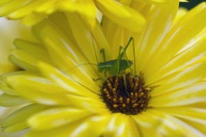 20090719_kl1444w